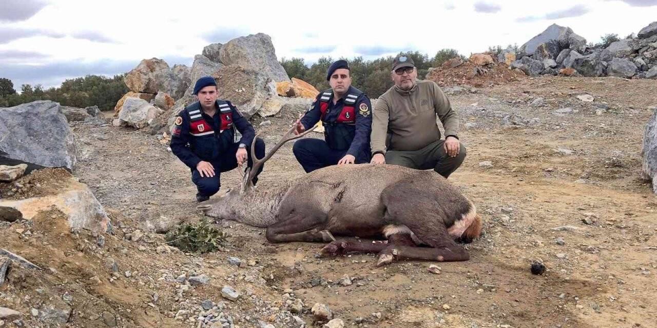 Jandarma ekiplerince bulunan yaralı geyik tedavi edildi