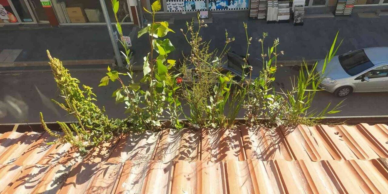 Olukta filizlenen ağaçlar şaşkınlığa neden oldu