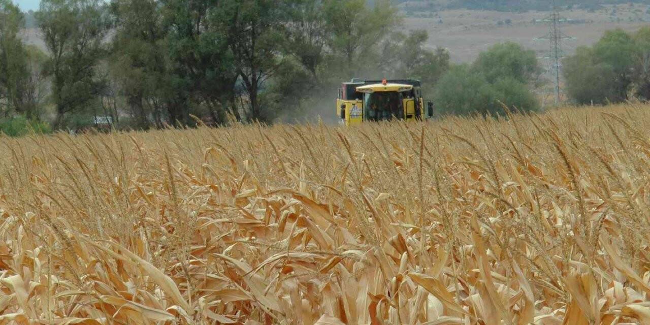 Eskişehir’de mısır verimi yüz güldürdü