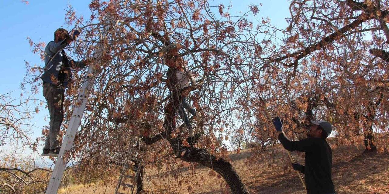 Siirt’te bıttım toplanmaya başlandı