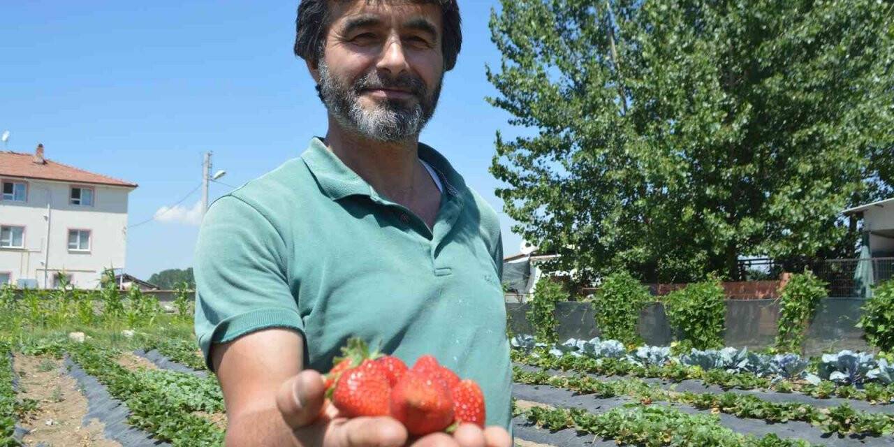 Tavşanlı’nın Kuruçay beldesinde çilek üretimi yaygınlaşıyor