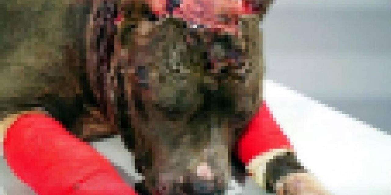 Son 12,5 yılda hayvanlara kötü davrananlara 643 bin TL ceza kesildi