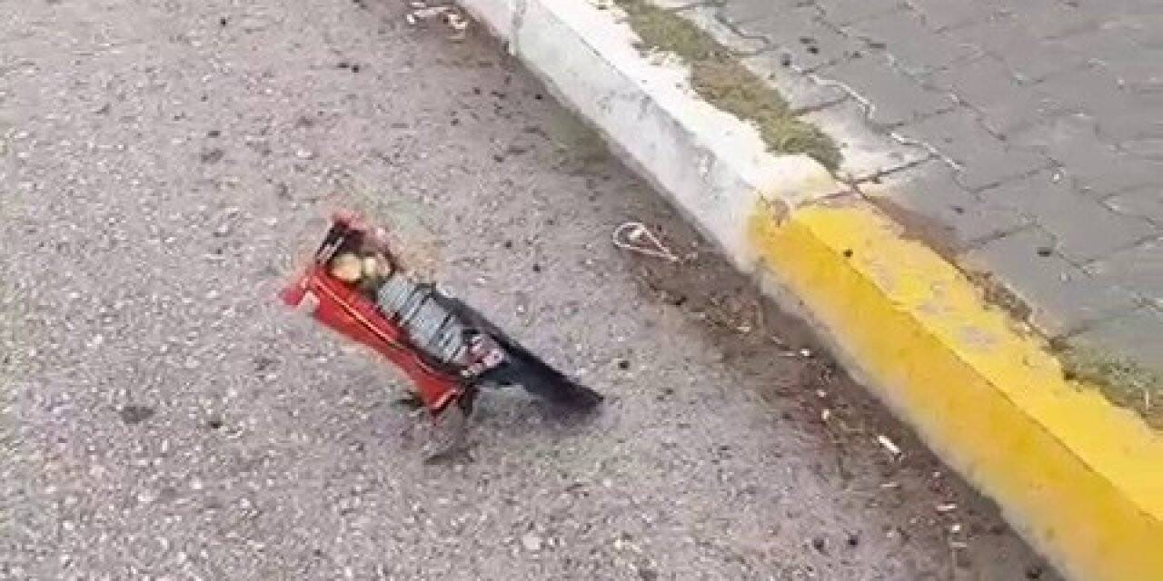 Kafasına poşet geçen kargayı öğretmen kurtardı