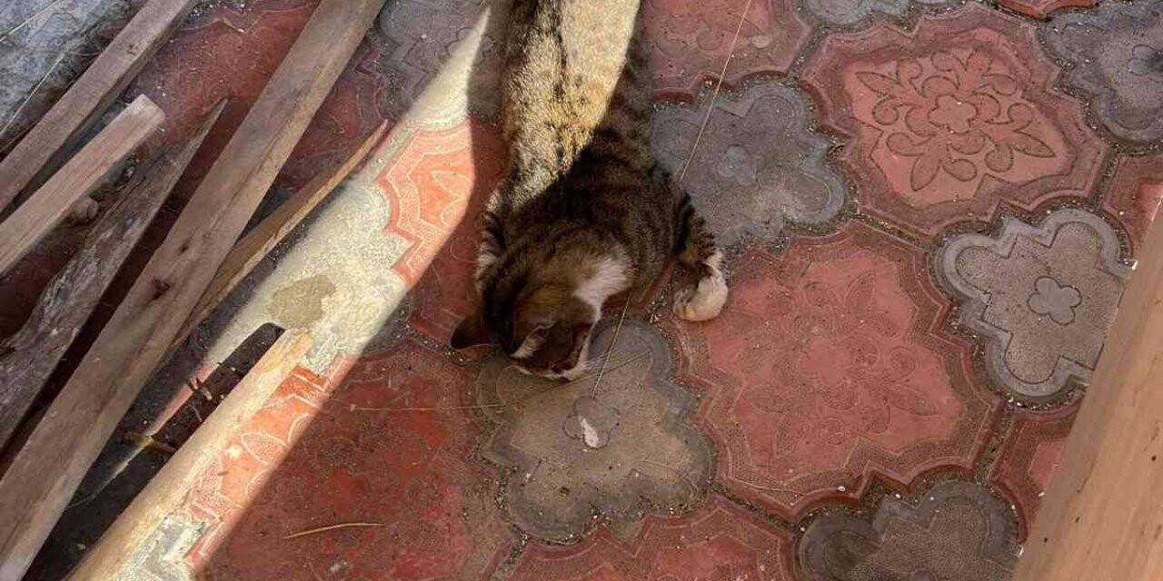 Mersin’de köpek ve kedileri zehirleyen şahıs gözaltına alındı