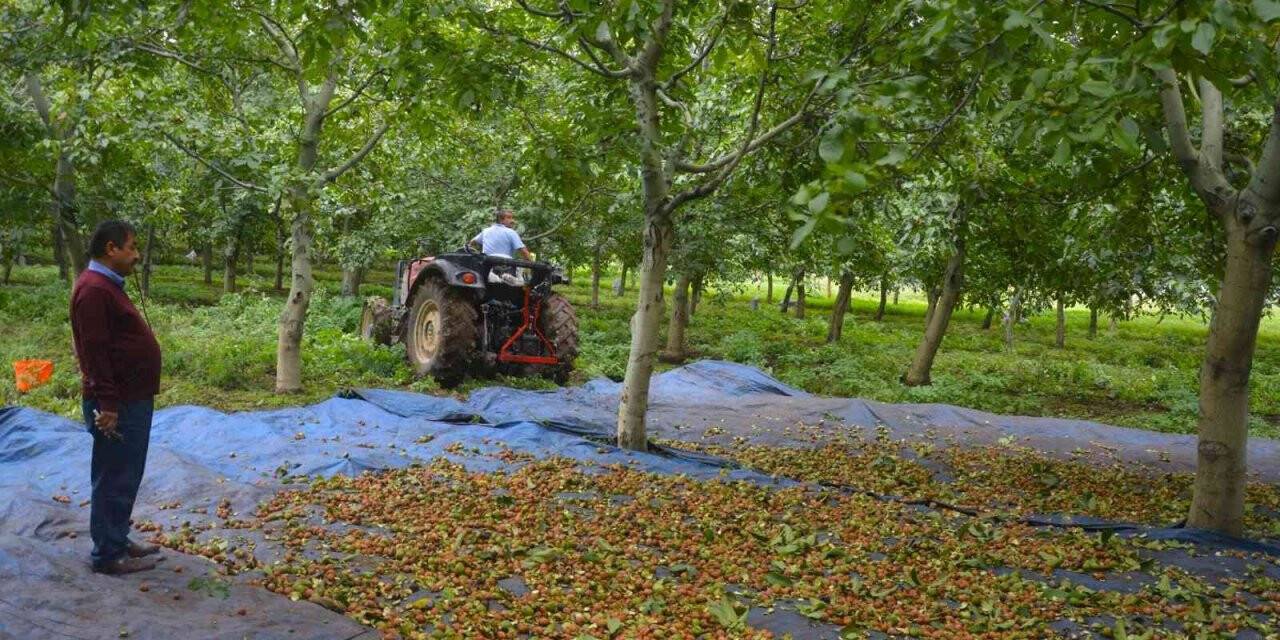 Bu ilçede dağ taş ceviz