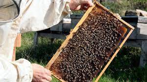 Uzmanlardan kanser hastalarına ’propolis’ çağrısı