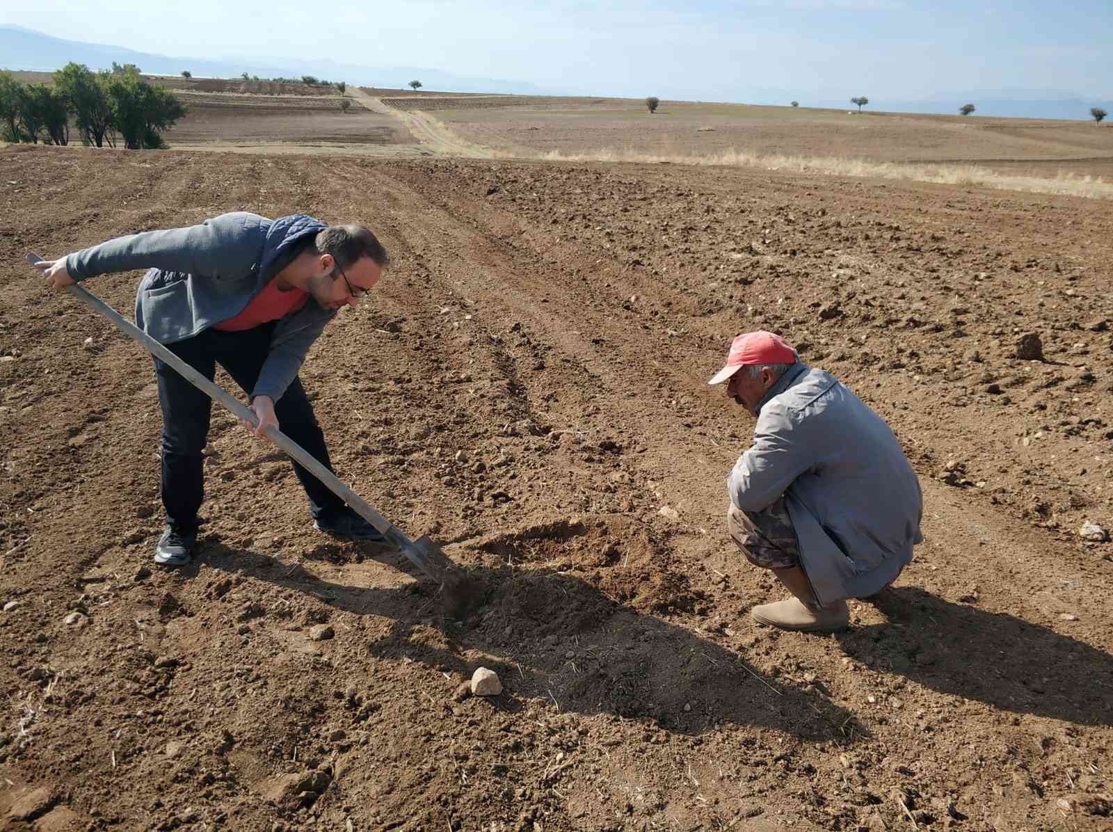 Beyşehir’de ekin kambur böceği araştırması