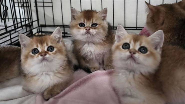 Evcil hayvanı olanlar dikkat, son tarih 31 Aralık