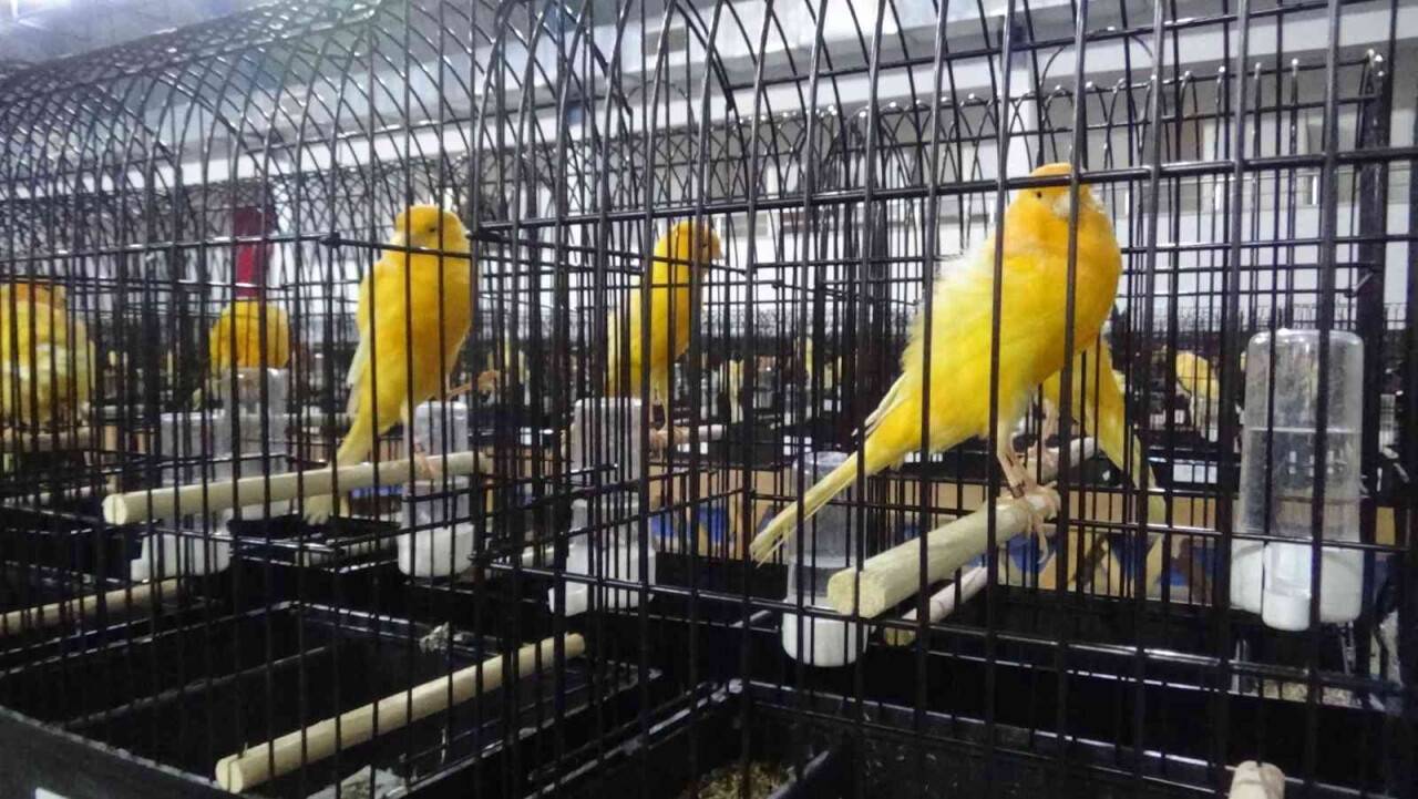 Kanaryalar güzellikte yarıştı