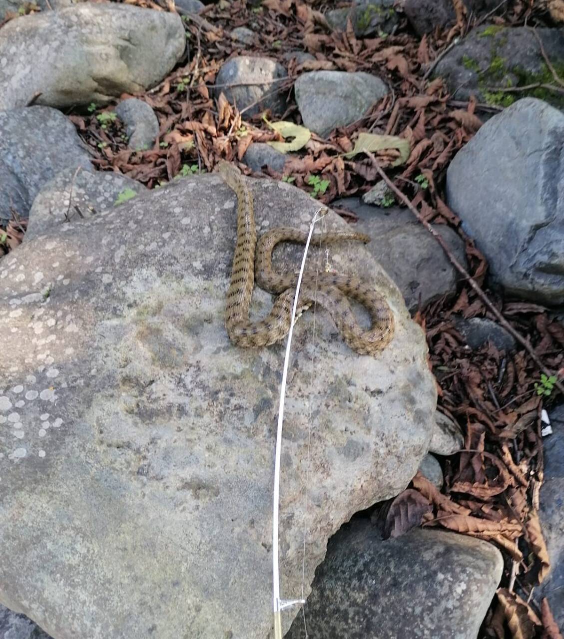 Alabalık tutmak istedi, oltasına yılan takıldı