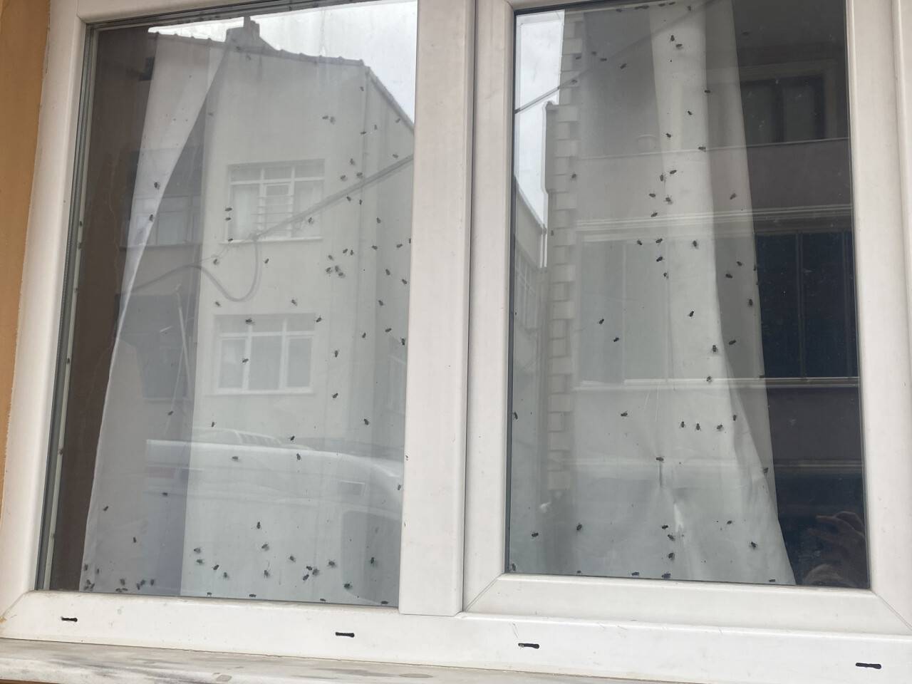 Büyükçekmece’de polisi harekete geçiren ‘sinekli ev’