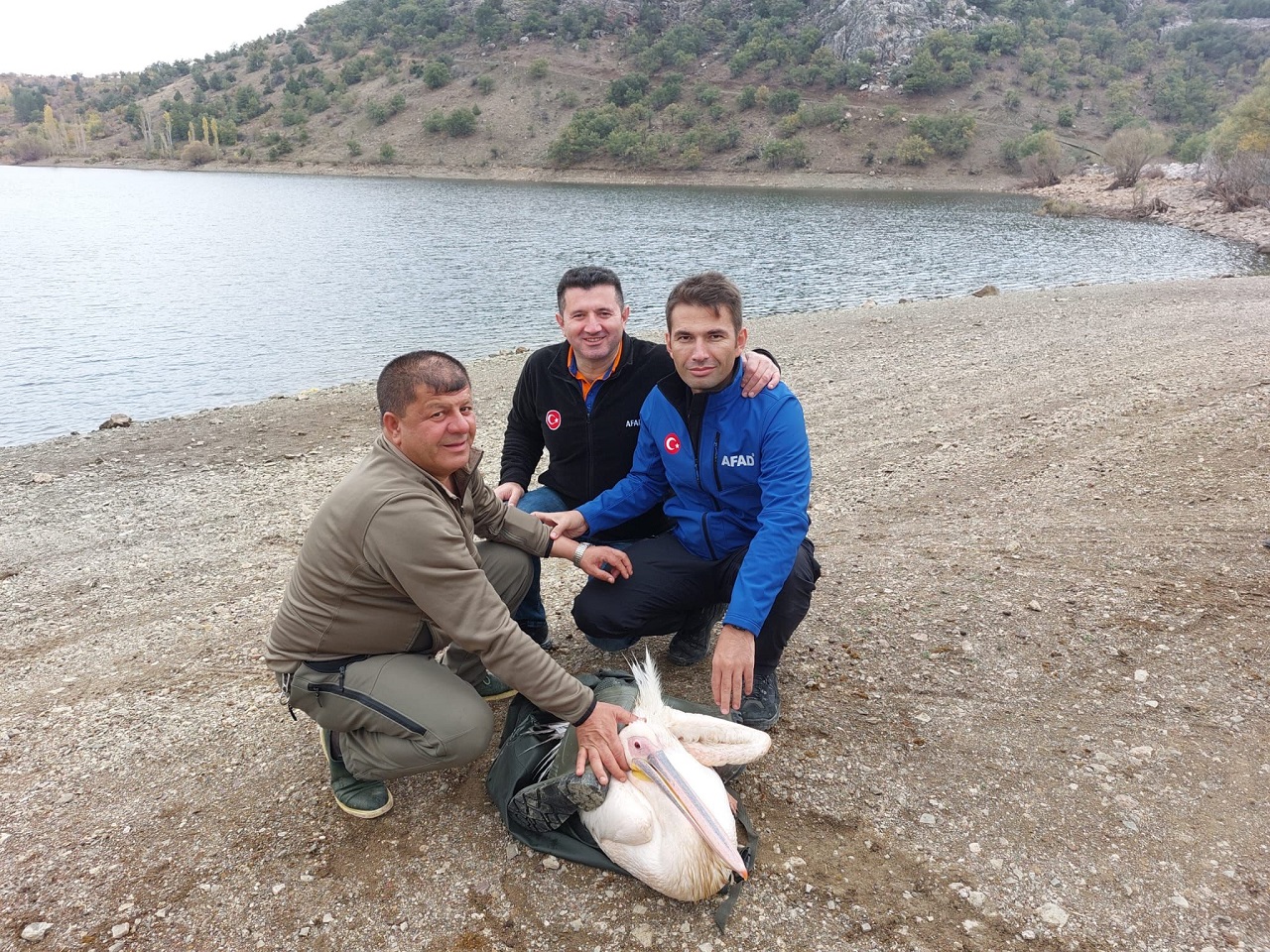 Konya'da sulama göletine düşen pelikan, AFAD ekiplerince kurtarıldı
