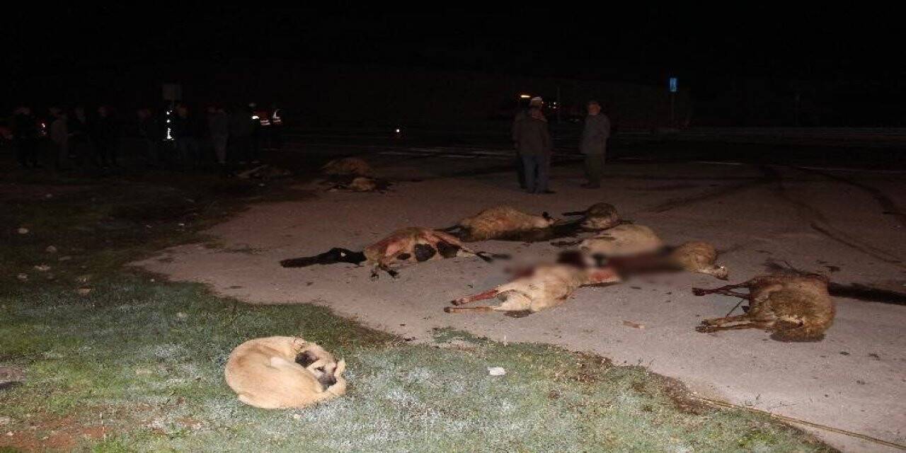 Omobillerin çarptığı sürüdeki 25 koyun telef oldu