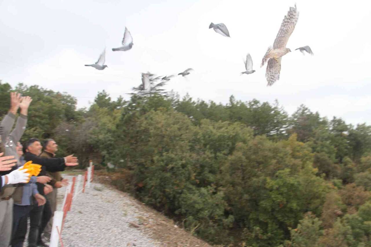 Yasa dışı canlı mühre ile avlanan şahin doğal yaşam alanına bırakıldı