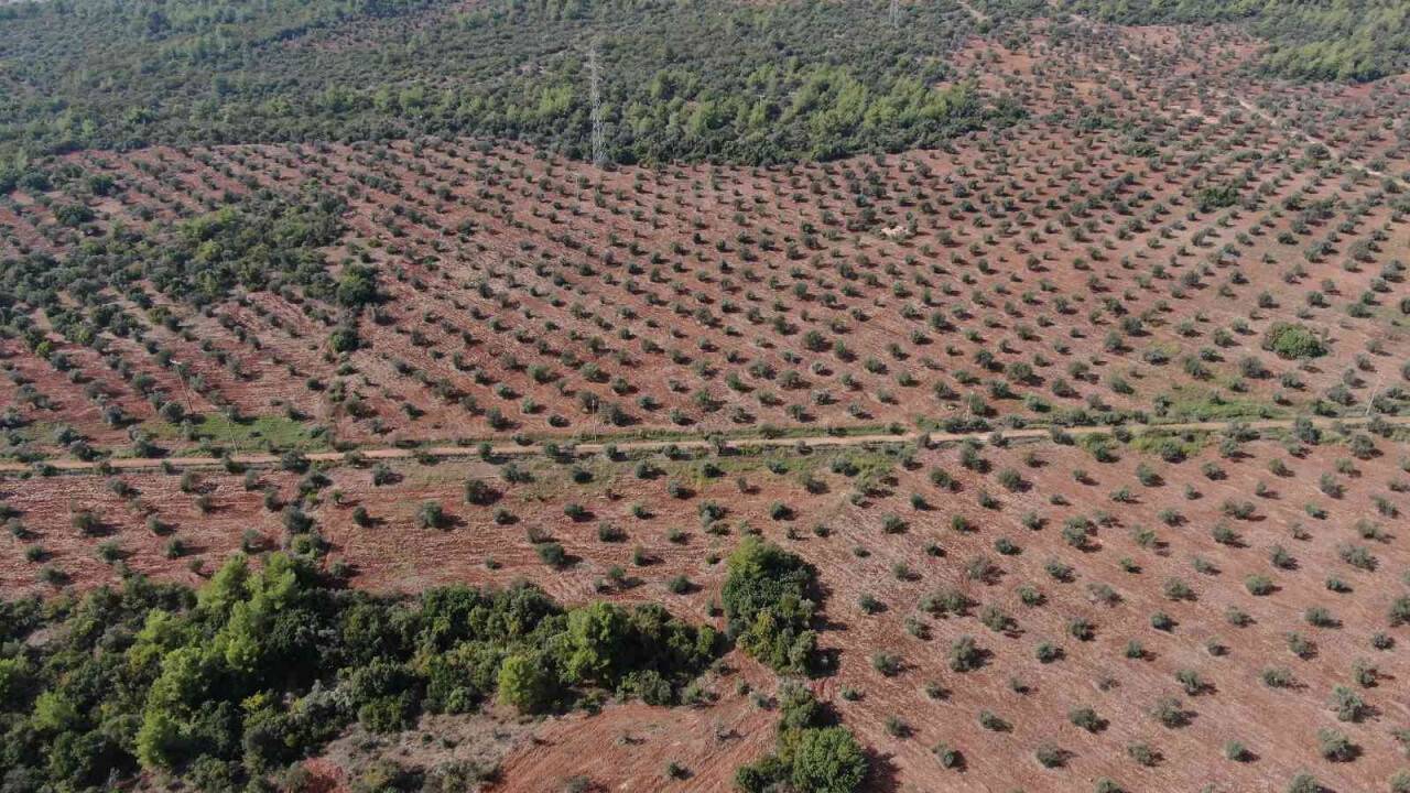 Özenle korunan bin 200 yıllık zeytin ağacında hasat bereketi