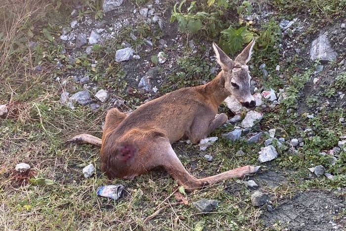 Ormancıların bulduğu yaralı ceylan tedavi altına alındı