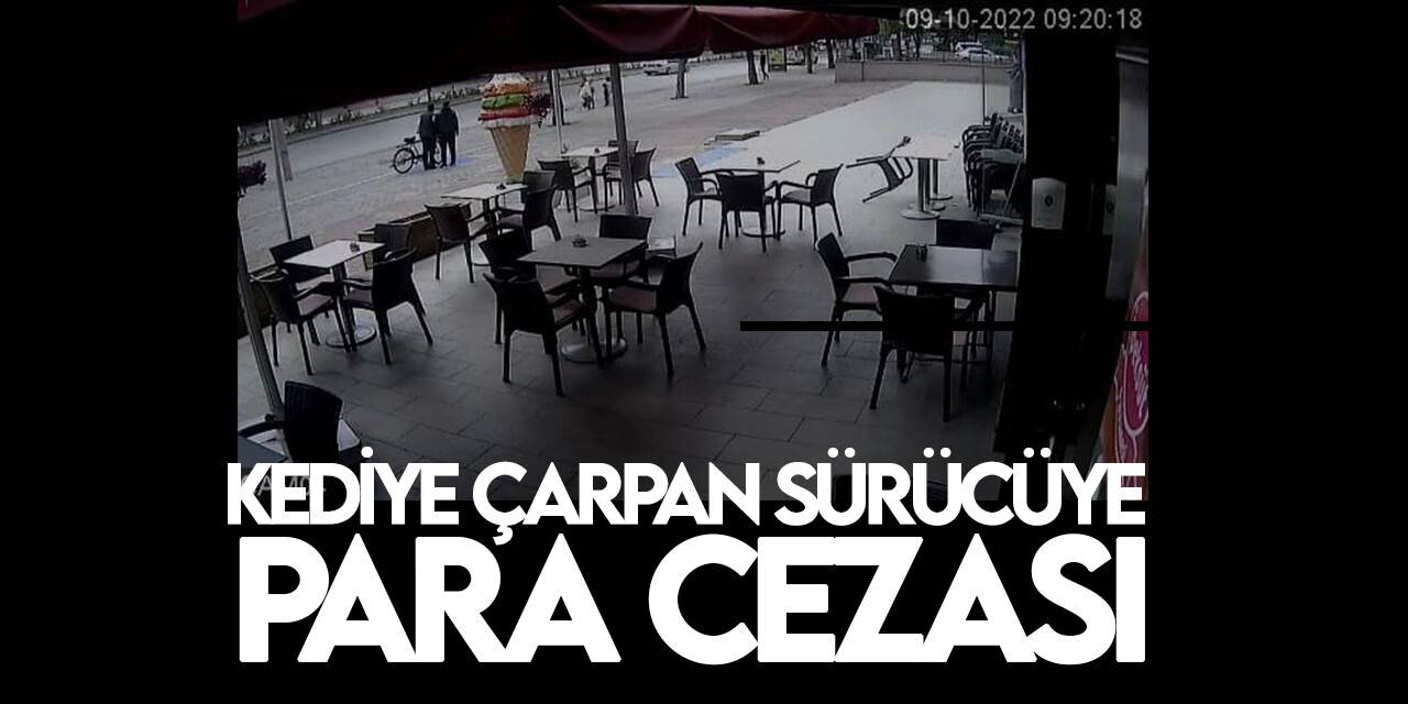 Konya'da sahipsiz kediye çarpıp kaçan sürücüye para cezası kesildi