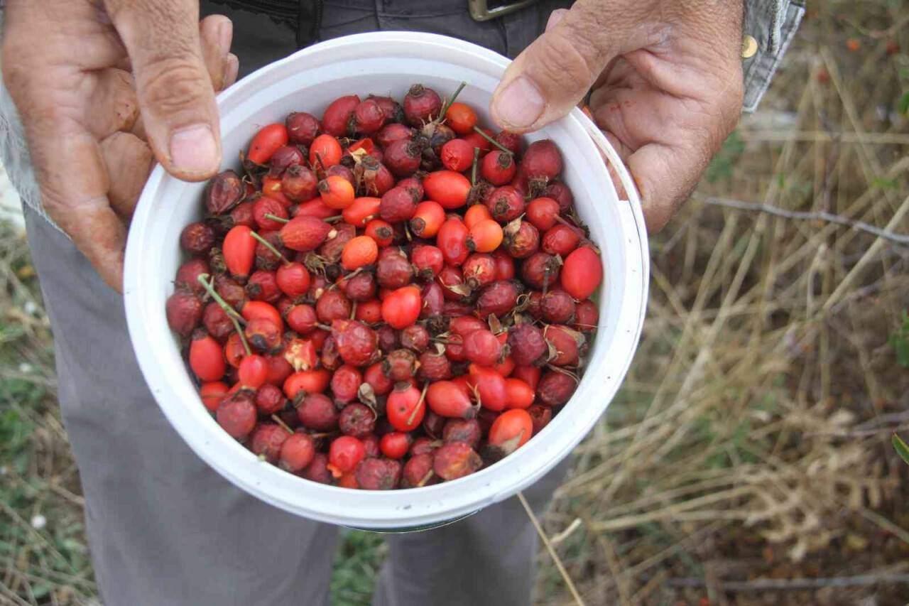 Konya’da vatandaşların kuşburnu toplama mesaisi başladı