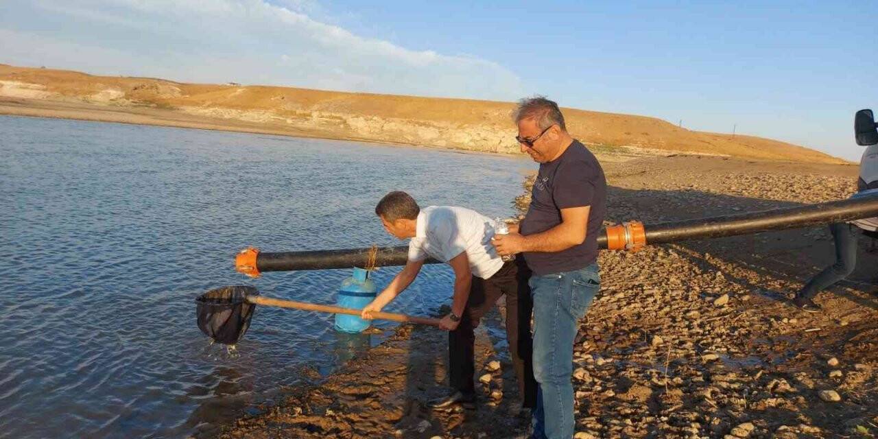 Diyarbakır’da 600 bin adet ‘Şabut balığı’ su kaynağına bırakıldı