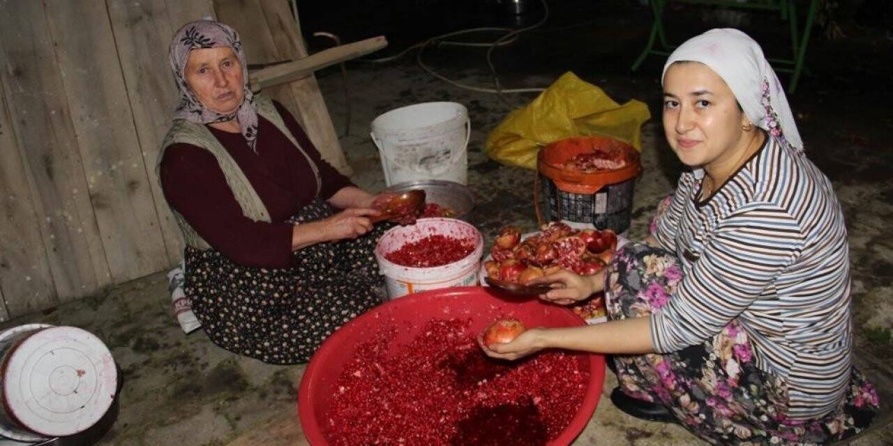 Aydın’da nar ekşisi telaşı başladı