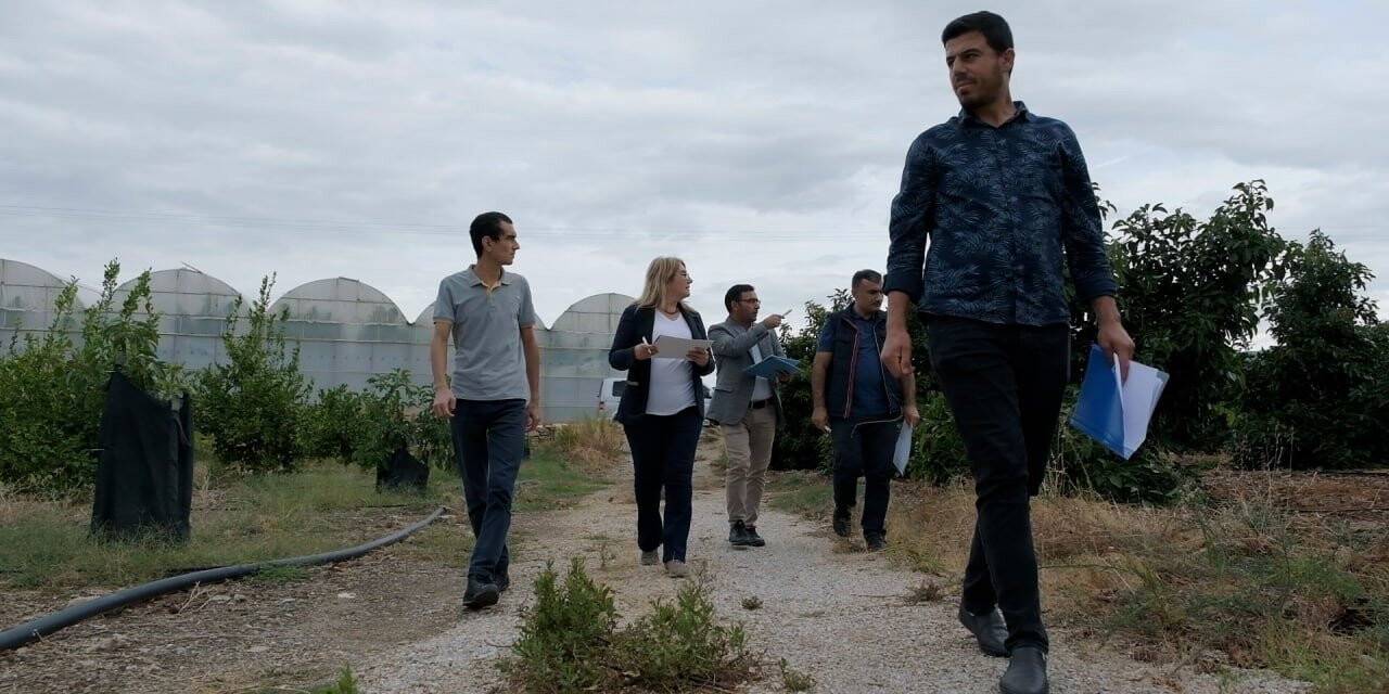 ‘En güzel avokado’ için jüri değerlendirmeleri yapıldı