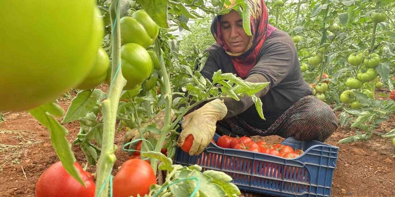 Antalya’da sezonun ilk domates hasadı yapıldı