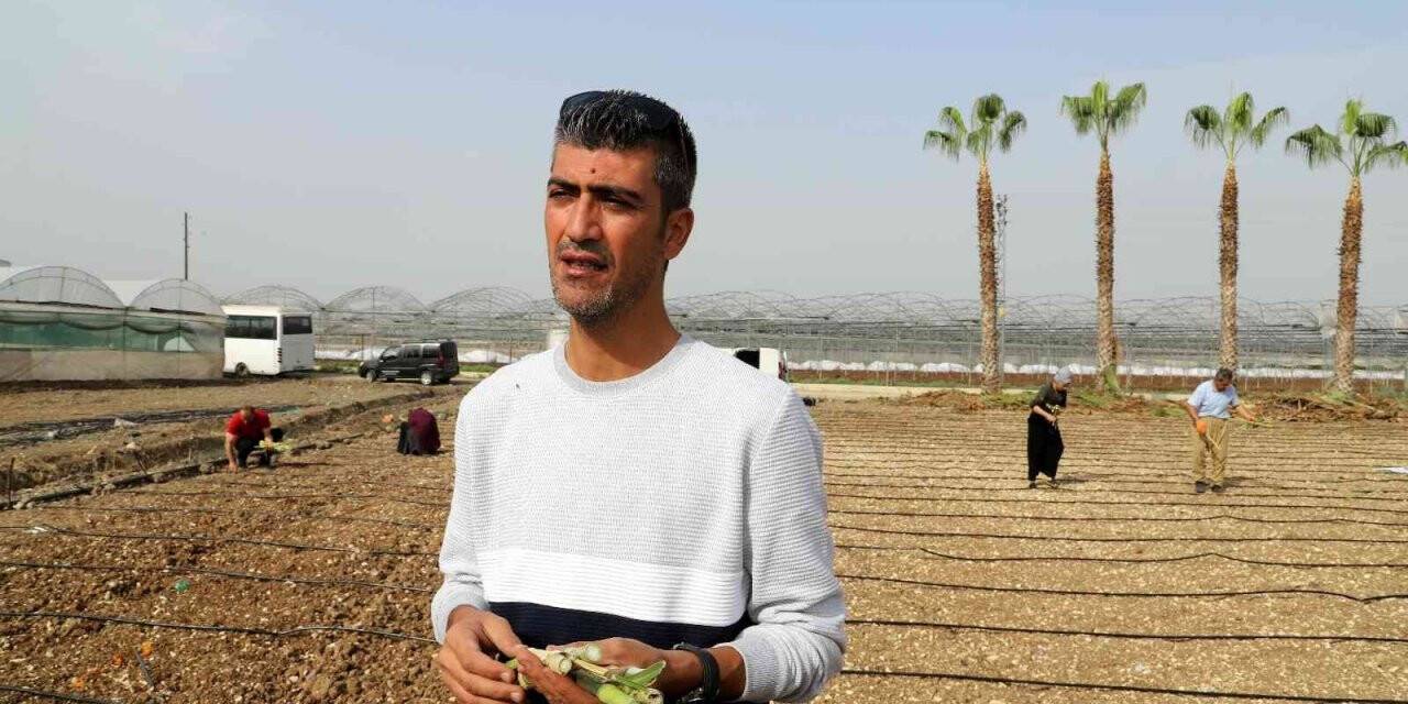 Akdenizli üreticiler ’maralfalfa’ ile tanıştı