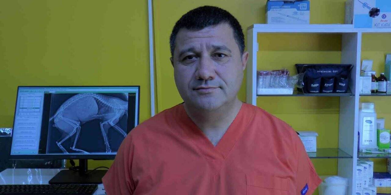 Yaz sineklerine erken tedbirle çözüm