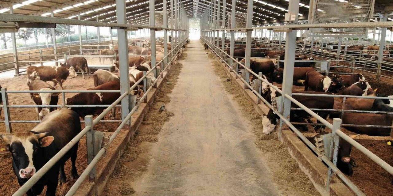 Olgunlaşan gübre üründe kalite ve verimi artırıyor