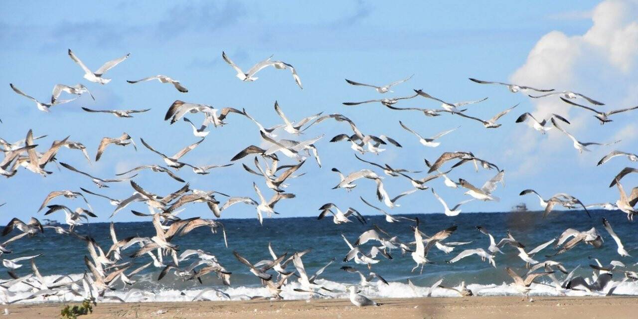 Karadeniz’de sahiller martılara kaldı