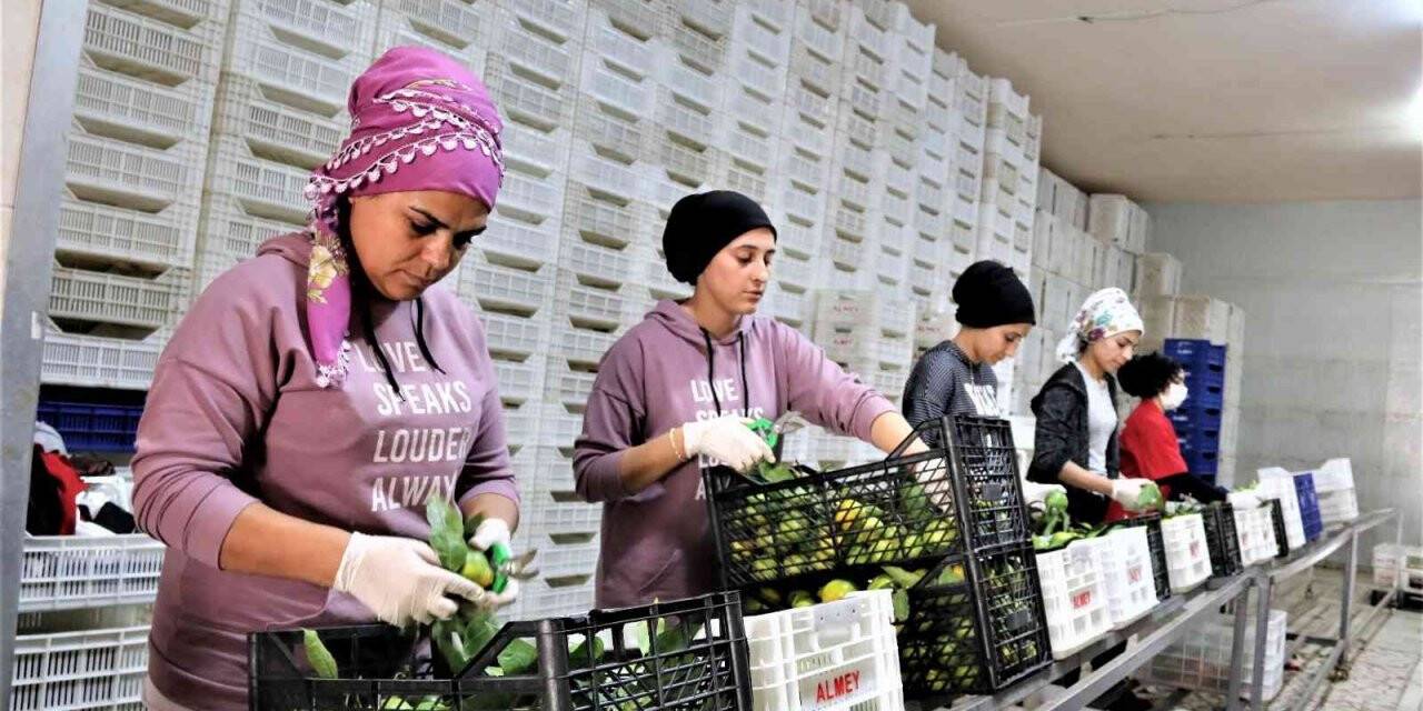 Savaşan ülkelere durma noktasına gelen tarım ürünleri ihracatı yeniden başladı