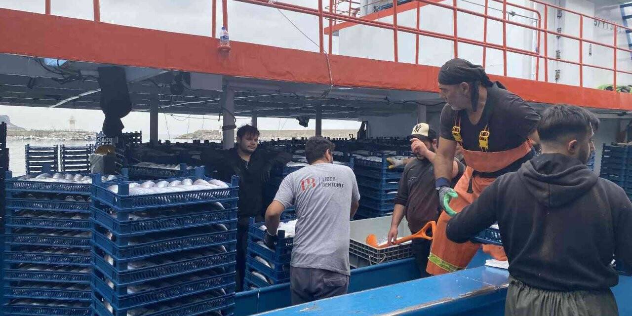 Denizden palamut fışkırdı, 10 bin kasa palamut yakaladılar