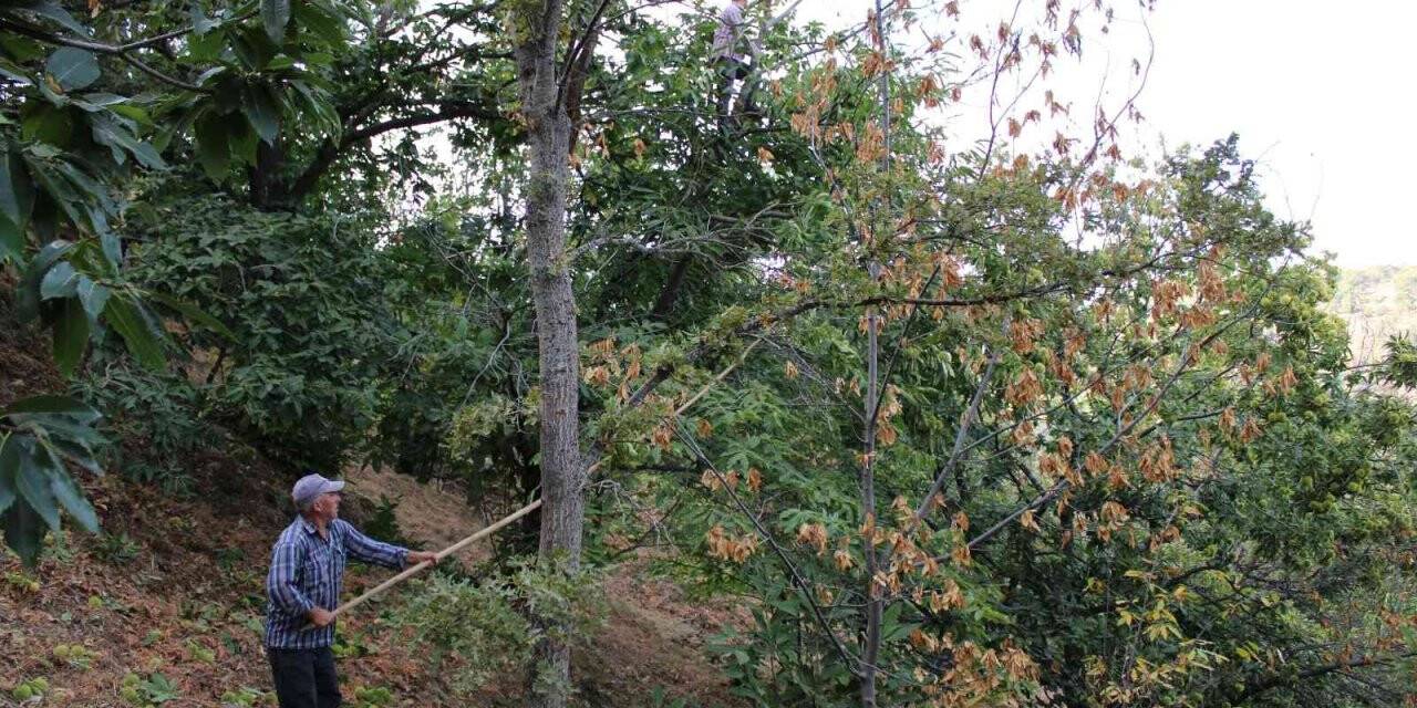 Kestanede ’dal kanseri’ üreticilerin korkulu rüyası oldu