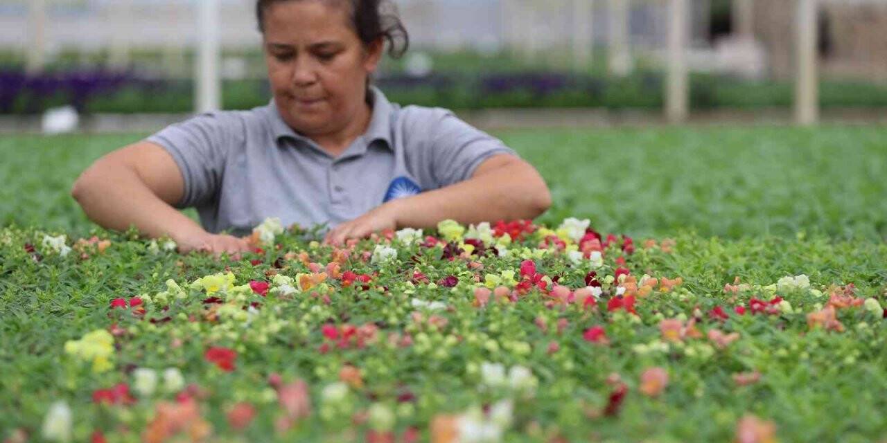 Antalya sokaklarını 3 milyon çiçek süsleyecek