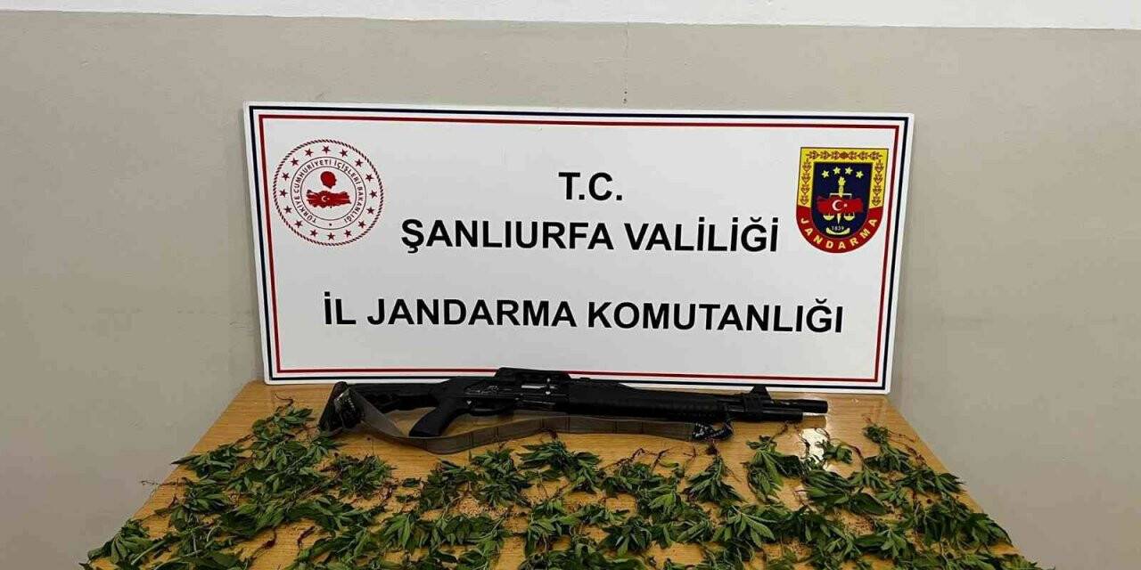 Mısır tarlasında kenevir ele geçirildi