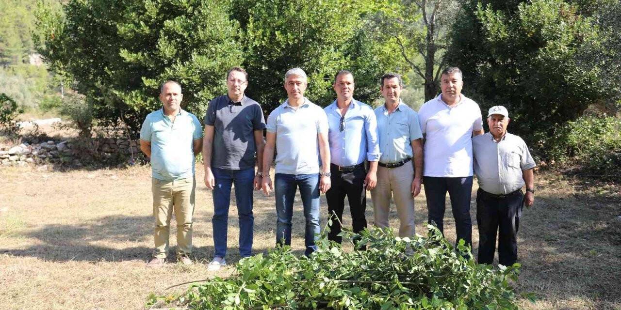 Marmaris Belediyesi’nden defne atağı