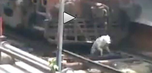 Trenin altında kaldı, kurtuldu! VİDEO