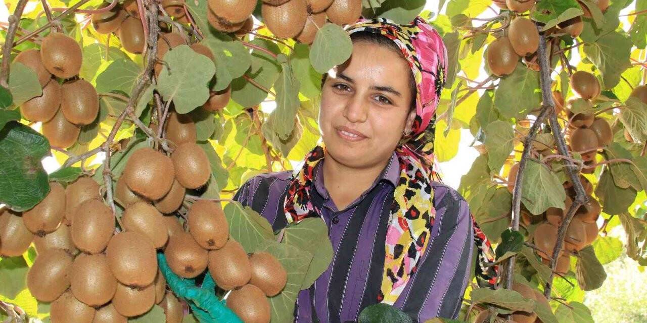 Birçok ülkeye ihraç ediliyor: Kivinin bahçede kilosu 10 TL