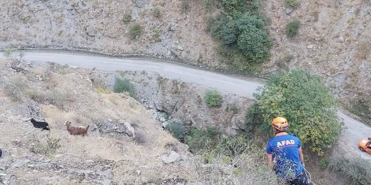 AFAD’tan keçi kurtarma operasyonu