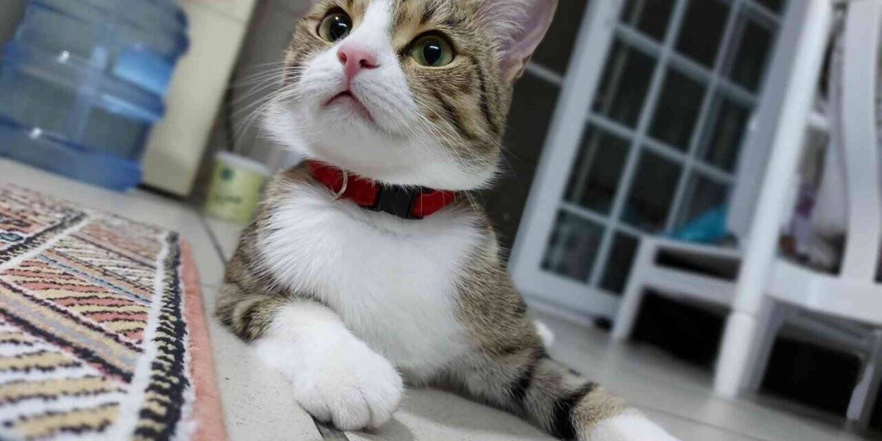 7’nci kattan aşağı düşen ’Lokum’ hayatta kalmayı başardı