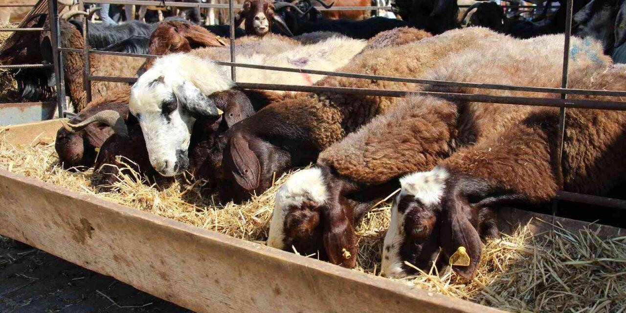 Hayvan yetiştiricilerinin 2 aylık arpa ihtiyacı karşılanacak