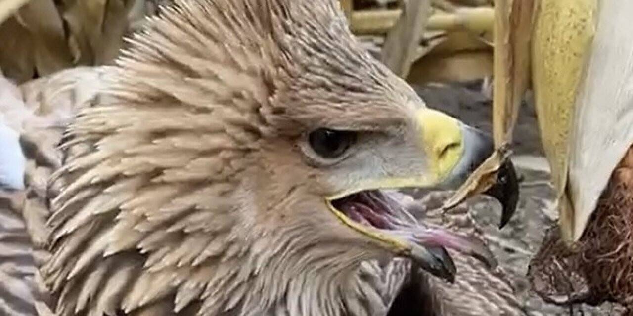 Mısır tarlasına inen kartal ve akbaşlar böyle karşılaştı