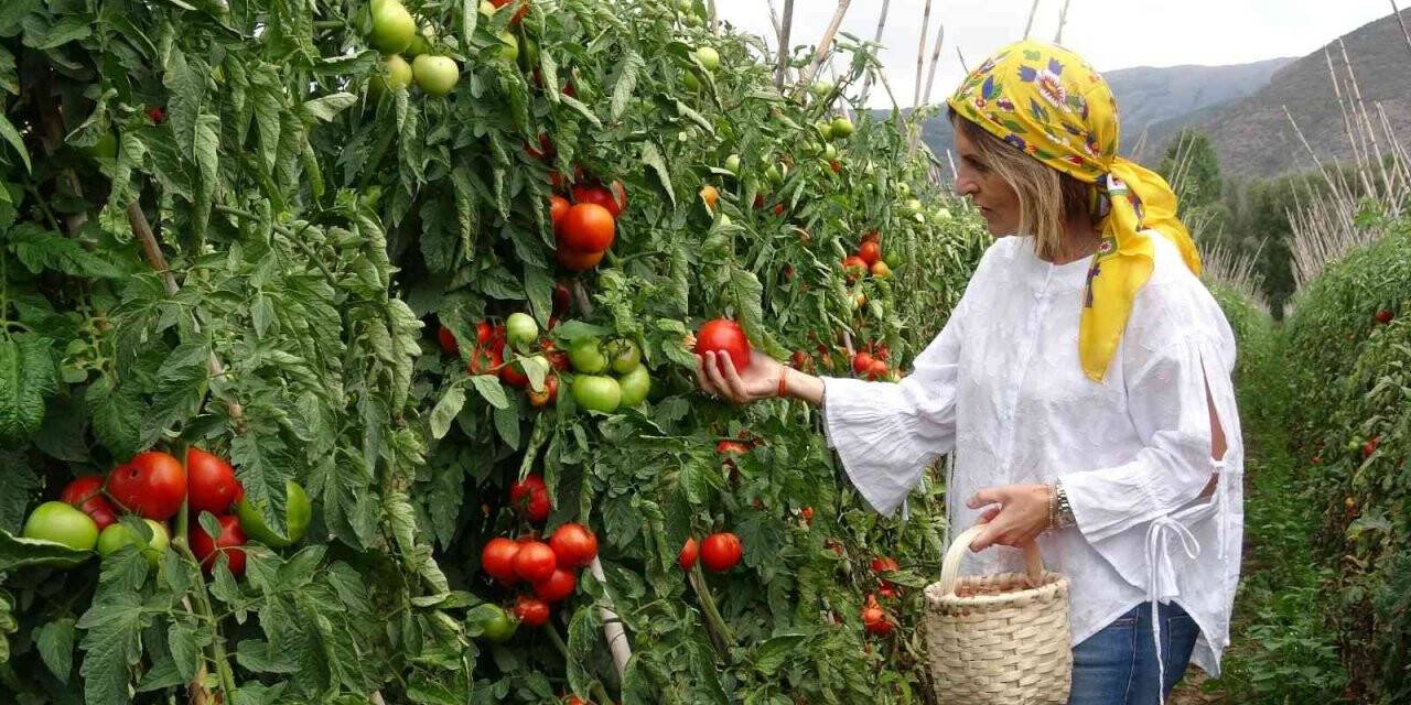 Domates üreticisinin yüzünü güldürdü
