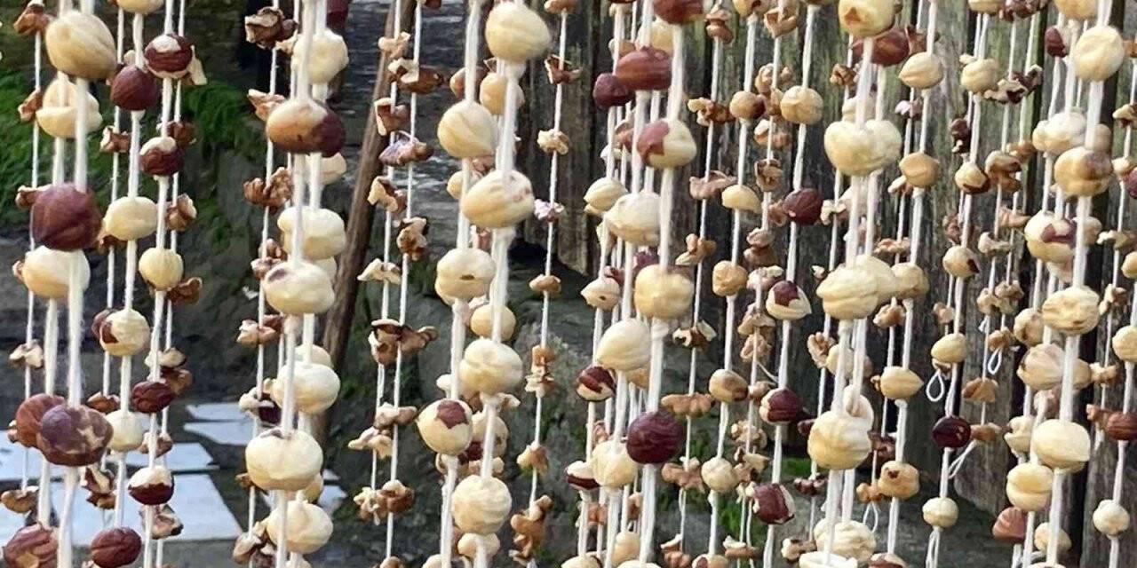 Arhavi’de kadınlar imece usulü köme pestil yapımına başladı