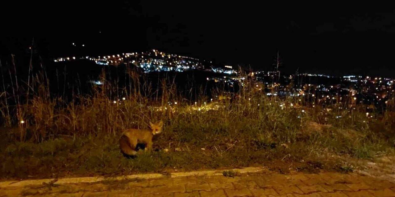 Caddeye inen tilki kamerada