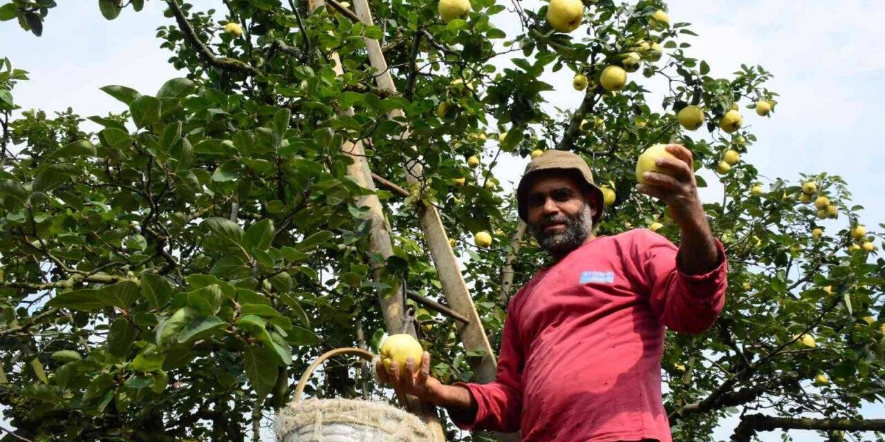 Eşme ayvası bu festivalde görücüye çıkacak
