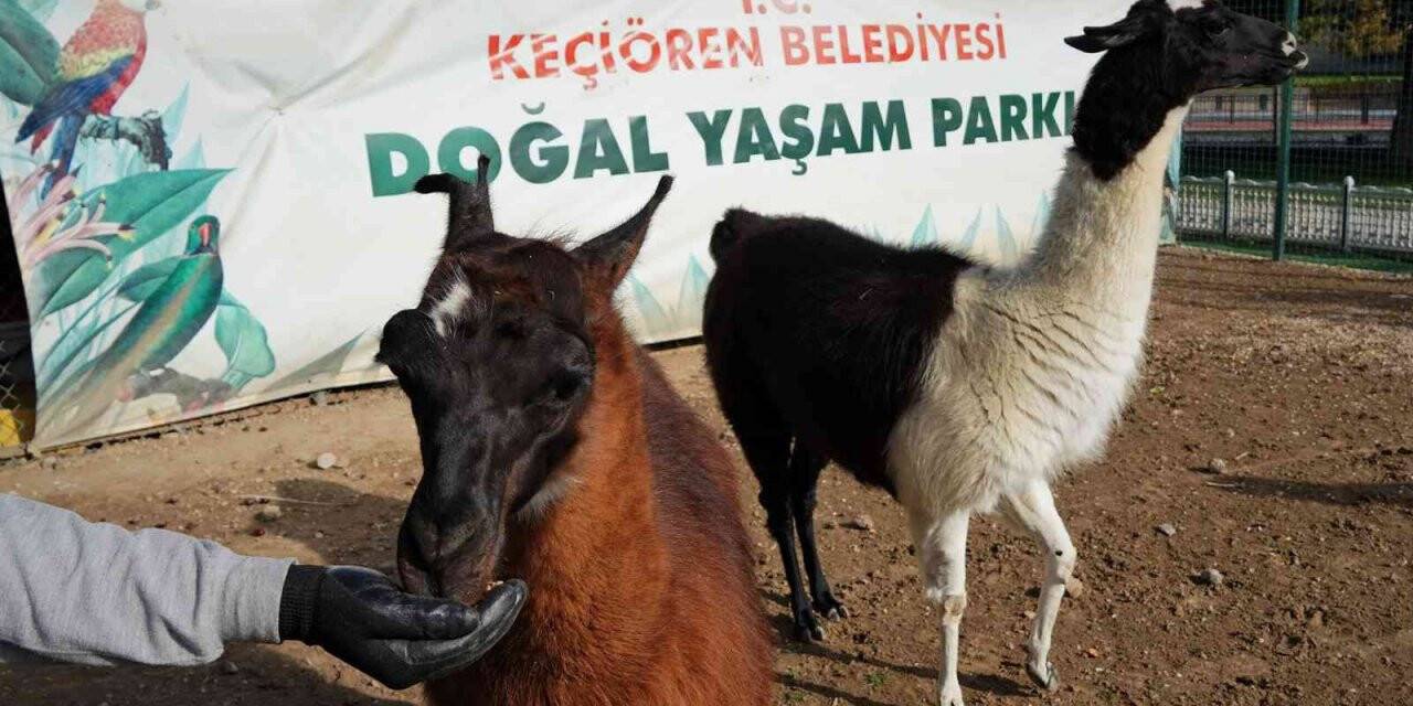 Keçiören’de sonbaharla birlikte doğal yaşam şenlendi