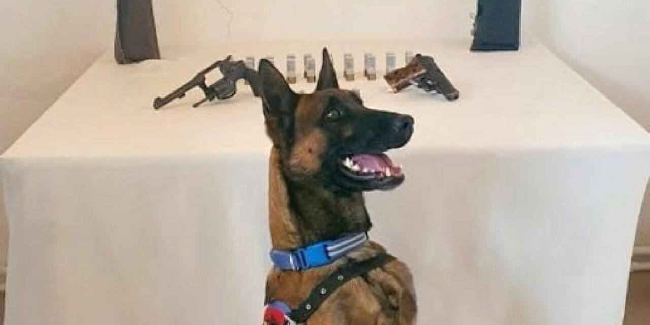 Kars’ta jandarma 2 tüfek, 4 tabanca ele geçirdi