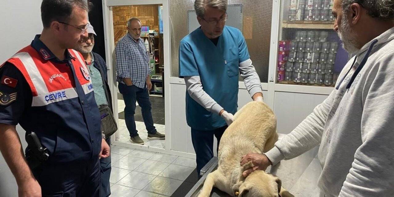 Jandarma ekiplerinin yaralı halde bulduğu köpek tedavi edildi