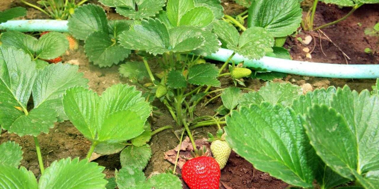 Kdz. Ereğli’de Çilek fide ekim zamanı başladı